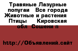 Травяные Лазурные попугаи - Все города Животные и растения » Птицы   . Кировская обл.,Сошени п.